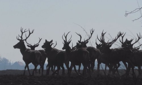 Az agancshullajtás időszakán…hajts fejet az erdő királya előtt és megtisztel agancsával