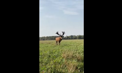 Pillanat mikor megjelenik az erdők királya… varázslatos látvány