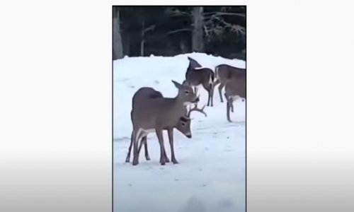 Volt nincs agancs így veszíti el a szarvas koronáját… egy újabb érdekes videó