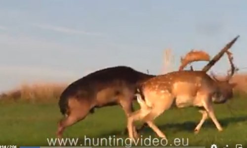 Dámbikák harca az életükért: Régebbi videó már… de ezt minden vadásznak, természetvédő, állatvédőnek látnia kell