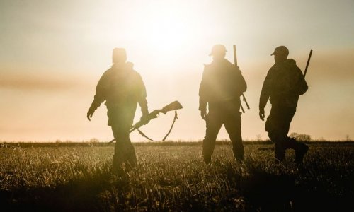 Megszületett az osztrák vadasparkban nevelt gímszarvas bikát kilövető zalai vadászok ügyében