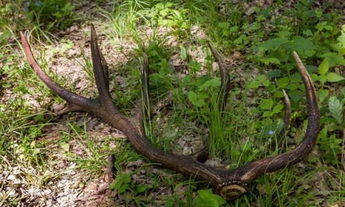 Az agancsok önmagukban is csodálatosak, de még gyönyörűbb dekorációk készülhetnek belőlük