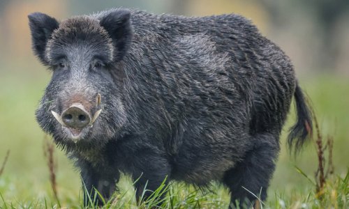 Rendkívüli hír: Vaddisznók semmisítettek meg 8,4 millió forint értékű kokaint egy toszkán erdőben