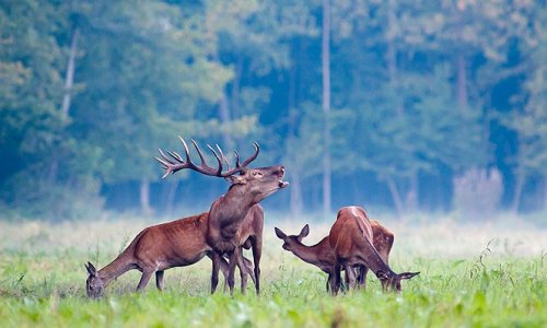 Ki várja már? Az erdők királyának hangja… mert örökké a fülünkben cseng… ha egyszer meghalljuk