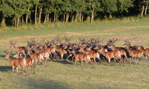 Szemet gyönyörködtető nem mindennapi látvány: ebben a melegben szarvasok is vágytak a hűsölésre – VIDEÓ