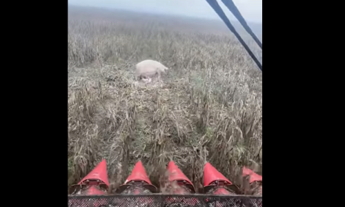 A kombájn éppen a kukoricában haladt mikor váratlan vendéggel találkozott szembe…
