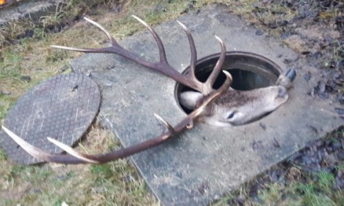 Szarvasmentés Ózdon (nem mindennapi fotókkal!)