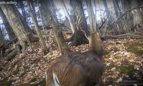 A vadkamera nem mindennapi jelenetet rögzített, így veszíti el az agancsát a bika