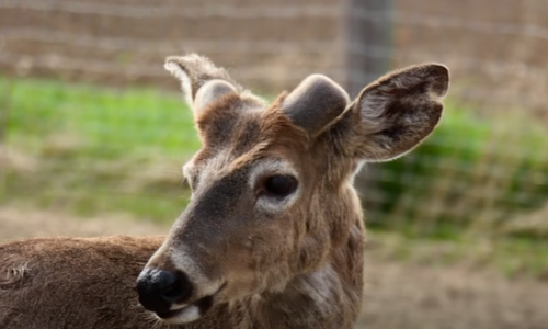 Így növeszti újra agancsát a szarvasbika…  time lapse videó az agancs növekedésról