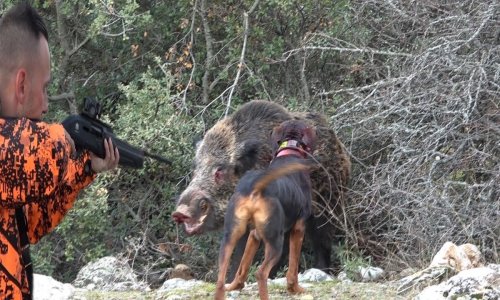 Top 10 vaddisznó vadászati pillanat! TOP 10 BEST SHOTS HUNTİNG WİLD BOAR| EN İYİ ON DOMUZ AVI| CHASSE AUX SANGLİER