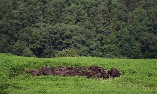 Láttál már ilyet? Így védik a bölények a borjúkat a farkasoktól