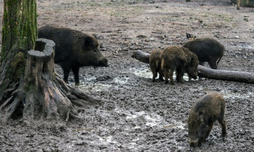 Hatalmas örömhír: Sikerült megállítani az afrikai sertéspestis terjedését Magyarországon